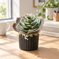 succulente